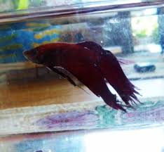 Hello There Welcome To The World Of Bettas How To Treat Fin Rot