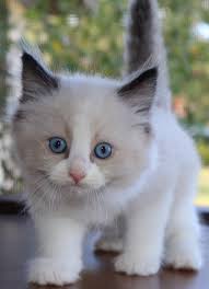 Ragdoll cat breeders in nevada if you live in nevada and you're trying to adopt a ragdoll kitten or cat, your best choice is to go to a ragdoll cat breeder. Ragdoll Cats For Sale Las Vegas Nv 263072 Petzlover