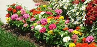 Subchronic manganese sulfate inhalation in monkeys is associated with significant elevations of the metal concentration in the frontal cortex, olfactory there are two pesticides containing manganese: Fertilizer 101 When And How To Fertilize Your Lawn And Plants Today S Homeowner