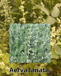 Image result for Aerva