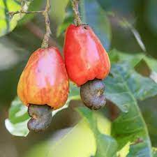 Raw Organic Cashew Nuts Superior Quality Unroasted Etsy In 2021 Cashew Nut Tree Cashews Growing Tree Seeds