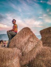 Sawah padi bali subak adalah sebuah organisasi yang dimiliki oleh masyarakat petani di bali yang sawah padi yang sedang tumbuh subur menunggu waktu untuk dituai. Jerami Gulung Ala Texas Di Yan Kedah Jadi Port Bergambar Libur