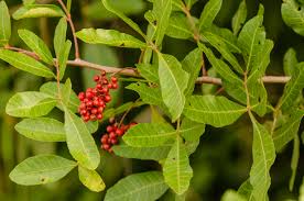 Image result for Anacardiaceae