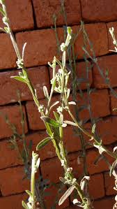 Image result for Neojeffreya