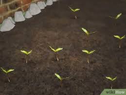 Harga daun hias merah rambat maple 8cm 100 dan 200 artificial dekorasi. 3 Cara Untuk Mengecambahkan Benih Pohon Maple Wikihow