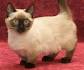 Munchkin Cat — Full Profile, History, and Care