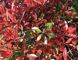 Well you're in luck, because here they come. Fast Growing Evergreen Shrubs