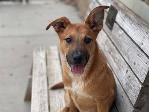 Humane Society of Tulsa | Tulsa OK