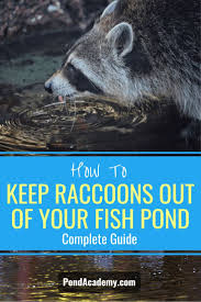 The spacing should be small with openings not greater than 2×4 inches. How To Keep Raccoons Out Of Your Fish Pond In 2021 Fish Pond Pond Covers Pond
