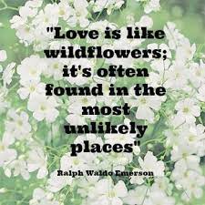 Finishing Touches Baby S Breath Exquisite Weddings Wild Flower Quotes Love Me Quotes Powerful Words