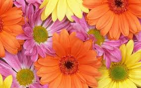 Huge collection, amazing choice, 100+ million high quality, affordable rf and rm images. Fresh Daisies Daisies Fresh Flowers Hd Wallpaper Wallpaperbetter