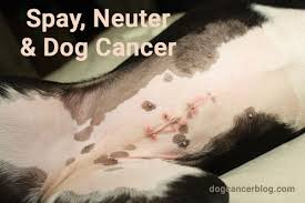 Spay Neuter Dog Cancer What Are The Risks Dr Sue S Three Part Series Covers What Every Dog Lover Should Know