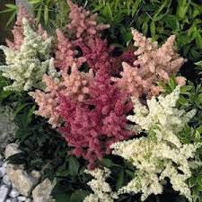 Astilbe Seeds For Sale Perennial Flower Seeds Flowers Perennials Perennial Plants White Perennial Flowers