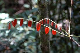 Image result for Cnestis polyphylla