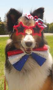 Pin On Dog Outfits