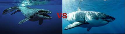 A blue whale reaches an estimated length of 108 feet and an estimated weight of 200 short tons. Megalodon Vs Mosasaurus Who Would Win Fossilera Com