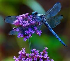 Black And Purple Dragonfly Dragonflies Blue Dragonfly Dragonfly Insect Dragonfly