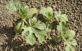 Rasaduri de vanzare :rosii reyana, rila, inima de bou, vinete mirval, ardei gras, kapia, iute, semi iute. Cum SÄƒ PlantaÈ›i Pepene Verde La RÄƒsaduri InstrucÈ›iuni Pas Cu Pas Cum SÄƒ PlantaÈ›i RÄƒsadurile Pepenelurilor