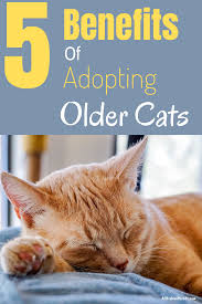 5 Benefits Of Adopting An Older Cat What You Need To Know In 2020 Older Cats Senior Cat Care Older Cats Care