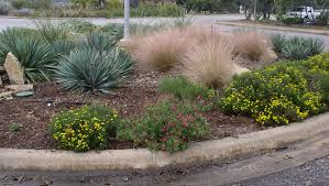 Image result for native grasses