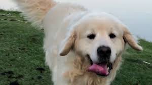 Golden retriever breeders in the united states and canada. Hillsong Goldens English Cream Golden Retriever Henry And Austin Youtube