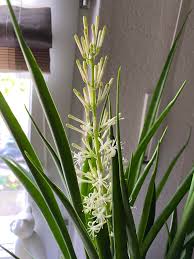 Image result for Sansevieria parva