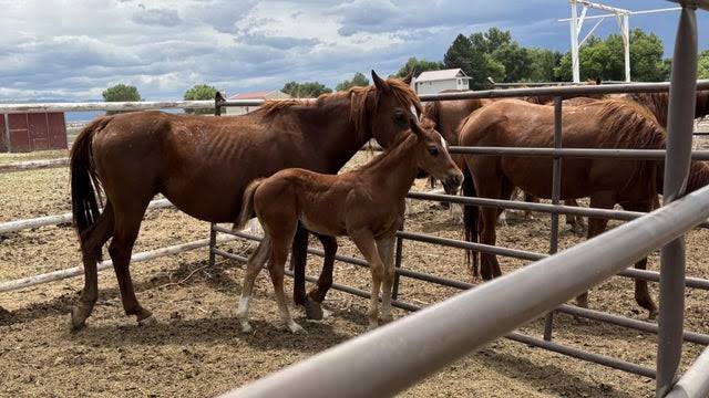 Two horses found dead, western Colorado man charged with over 80 counts of animal  cruelty - CBS Colorado