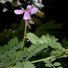 Image result for Indigofera garckeana