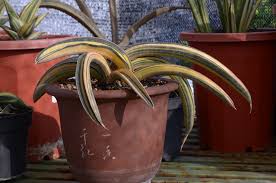 Image result for Sansevieria hallii