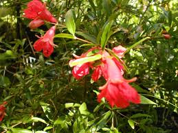 Image result for Premna velutina