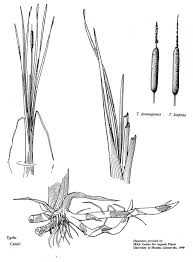Image result for Typha