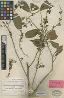 Image result for Erythrococca trichogyne