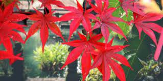 Akçaağaç, sapindaceae familyasına ait olan odunsu bir ağaç cinsidir. Akcaagac Nasil Bir Agac Akcaagac Cesitleri Ve Ozellikleri