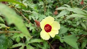 Image result for Hibiscus surattensis