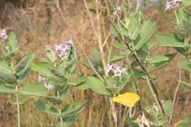 Image result for Calotropis gigantea