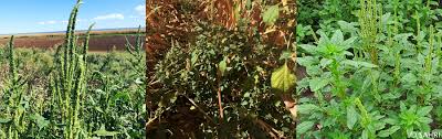 Image result for Amaranthus thunbergii