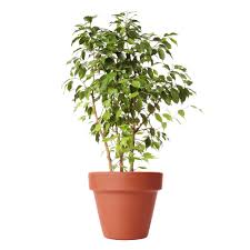 Image result for Ficus persicifolia