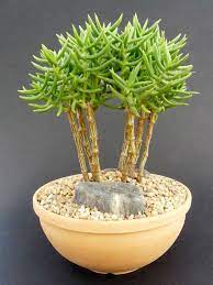 Create sunlight under the tree. Crassula Tetragona Mini Pine Tree Planting Succulents Succulents Plants