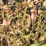 Image result for Hermannia kirkii