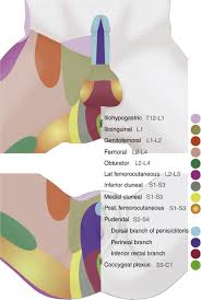 Image result for Pudendal Block