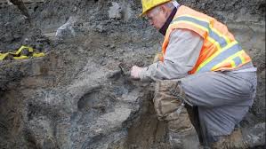 It provides a fantastic opportunity to examine the history of the camel in the arabian peninsula. there are conflicting theories as to why so many camels however, traces of flint arrowheads have been found all over the site, suggesting it was a hunting ground. Ore Construction Unearths Bones From Ancient Mammoth Bison Camel Wztv