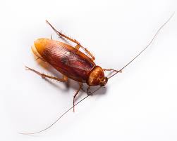 Houston termite control, houston animal control, houston raccoon. Pest Control Houston Tx Abc Home Commercial Services