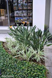 Birds Of Paradise Aztec Grass And Asiatic Jasmine In The Shade Tropical Garden Design Tropical Pool Landscaping Backyard Plants