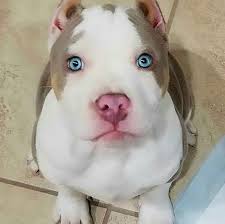 https www facebook com aburstofcolors photos a 1019765468212699 1446529522202956 type 3 pitbull puppies pitbull dog puppy baby animals pictures