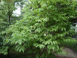 Image result for Kotschya speciosa