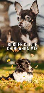 Train your border collie to be exceptionally behaved using our #1 rated guide! Border Collie Chihuahua Mix Is This Unusual Hybrid Right For You