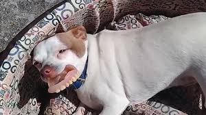 Crowder grew up in montreal. Dog Steals Owner S Dentures From The Bedside