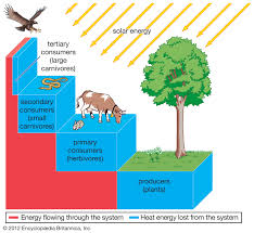 trophic pyramid definition examples britannica