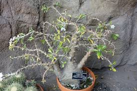 Image result for Pachypodium saundersii