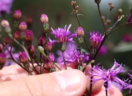 Image result for Vernonia stenocephala